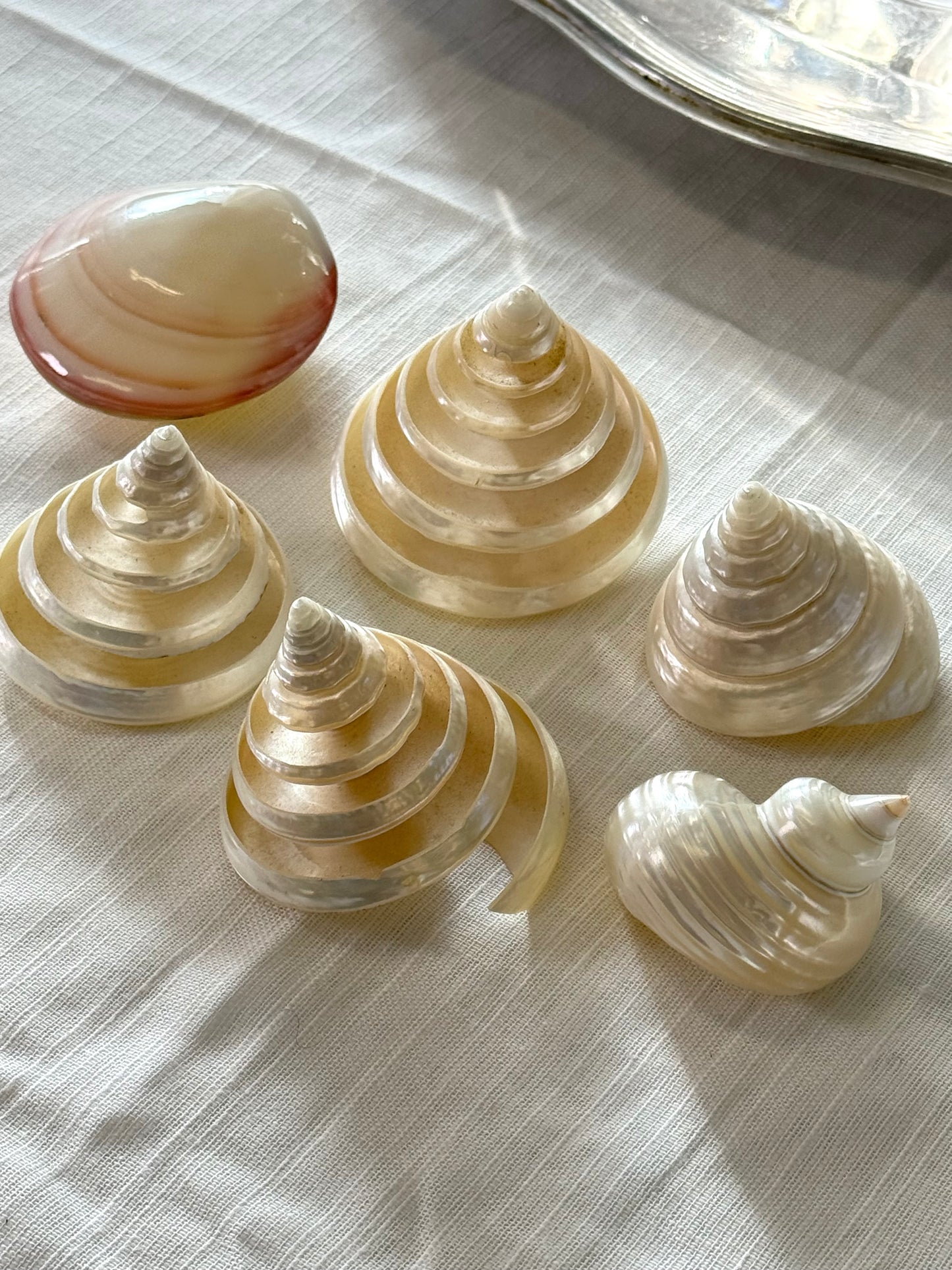 Decor clams