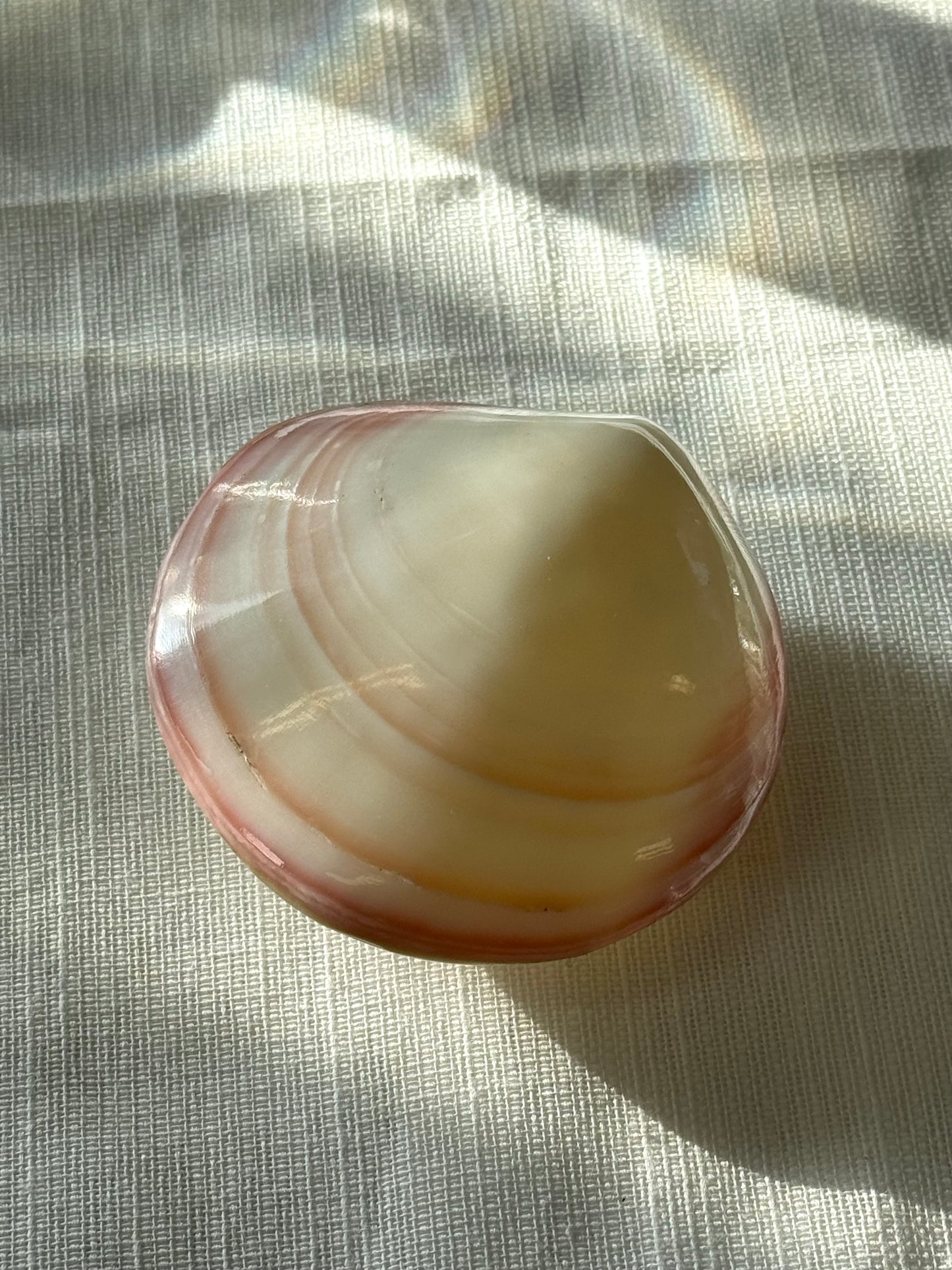 Decor clams
