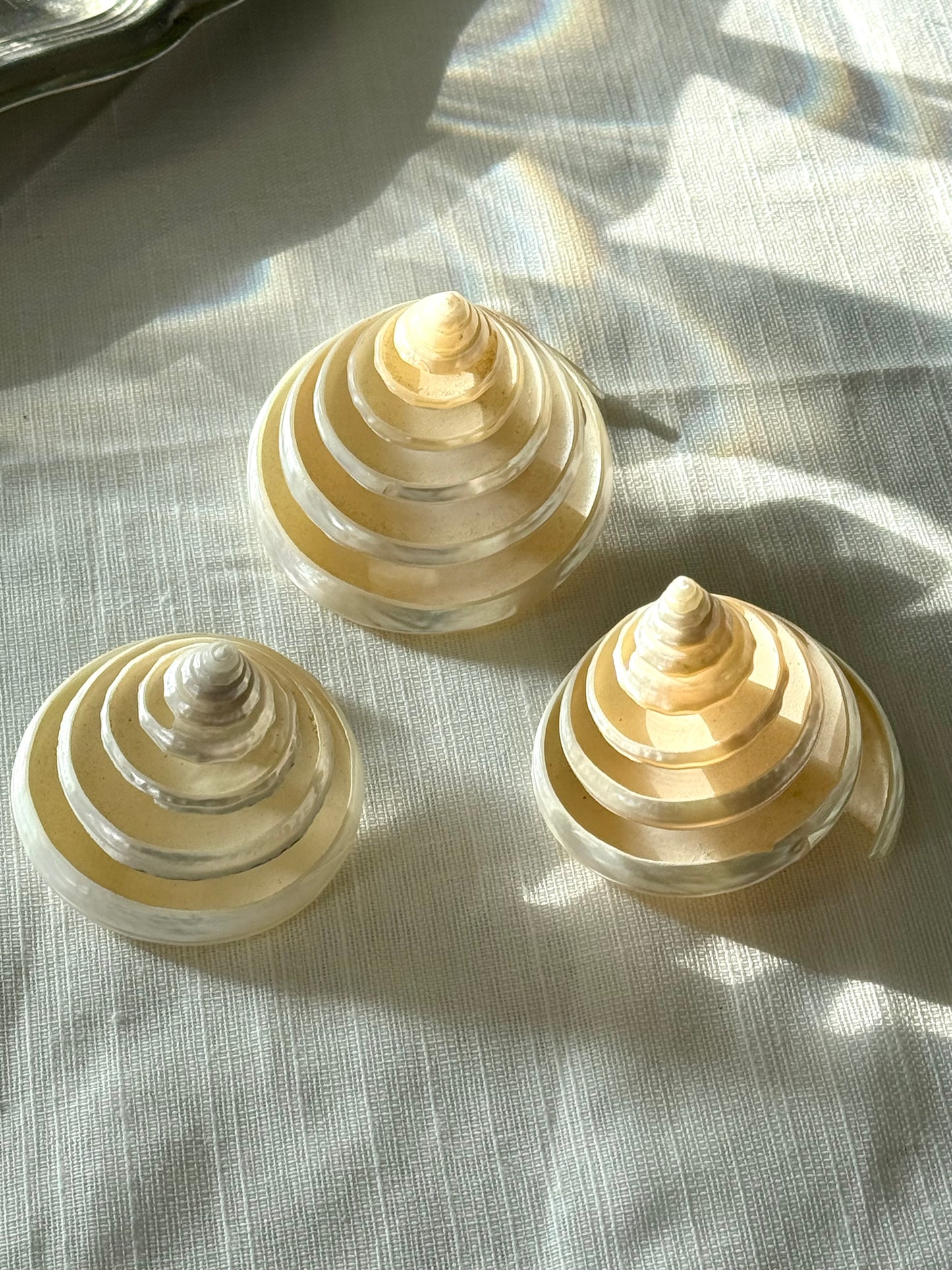 Decor clams