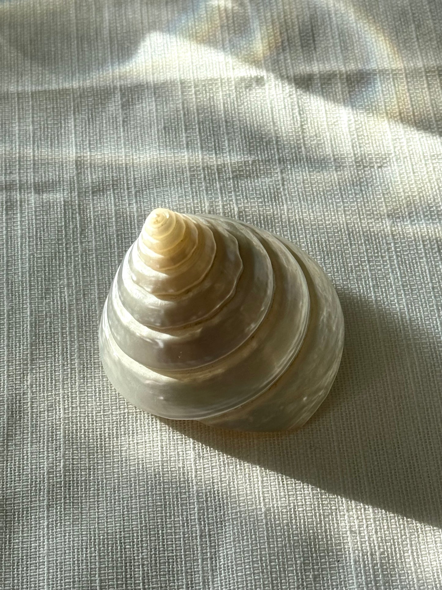 Decor clams