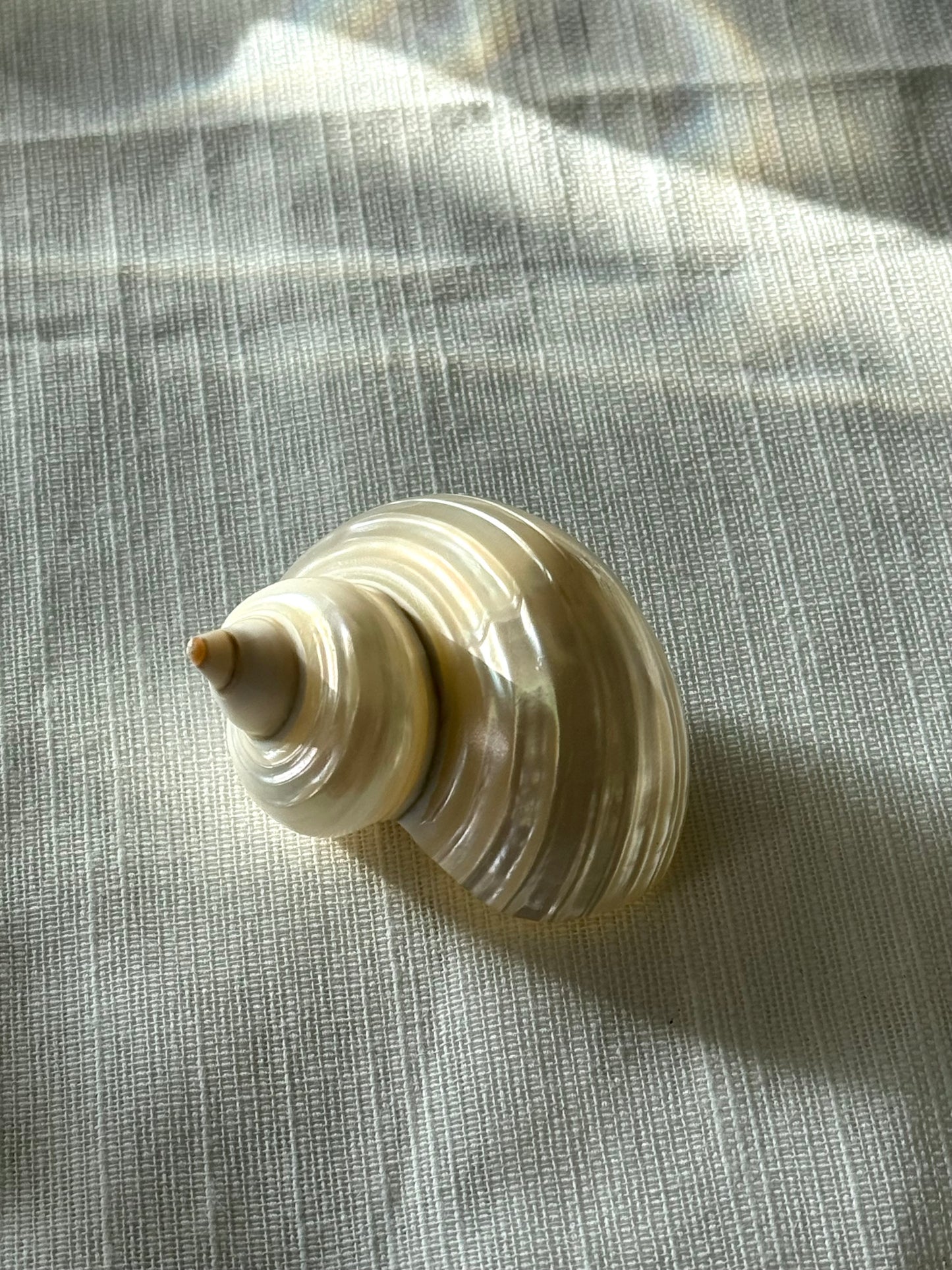 Decor clams