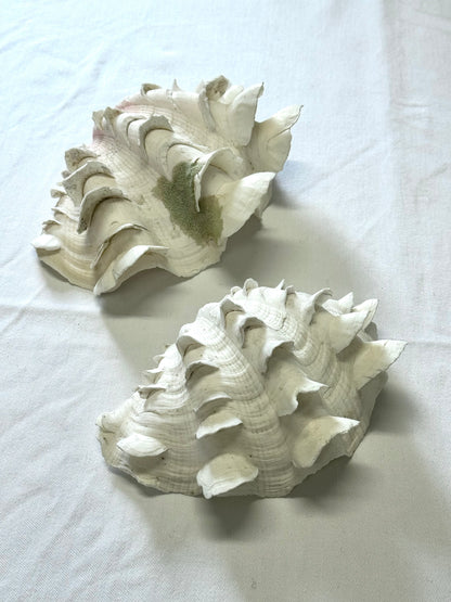 Decor clams