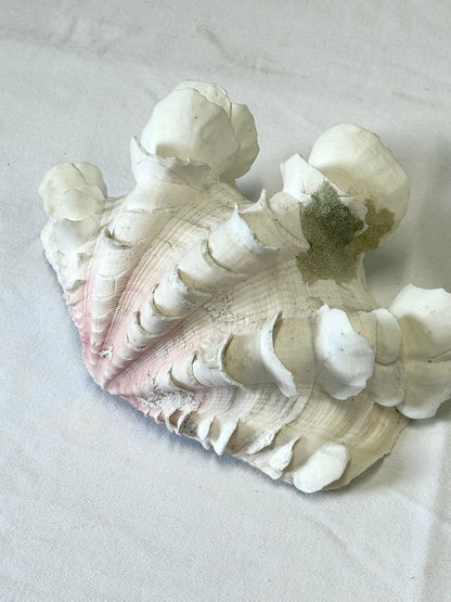 Decor clams