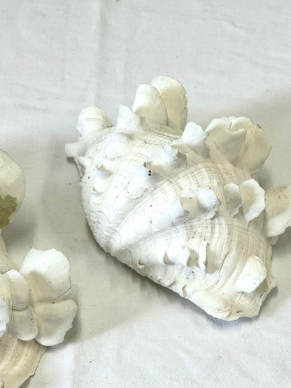 Decor clams