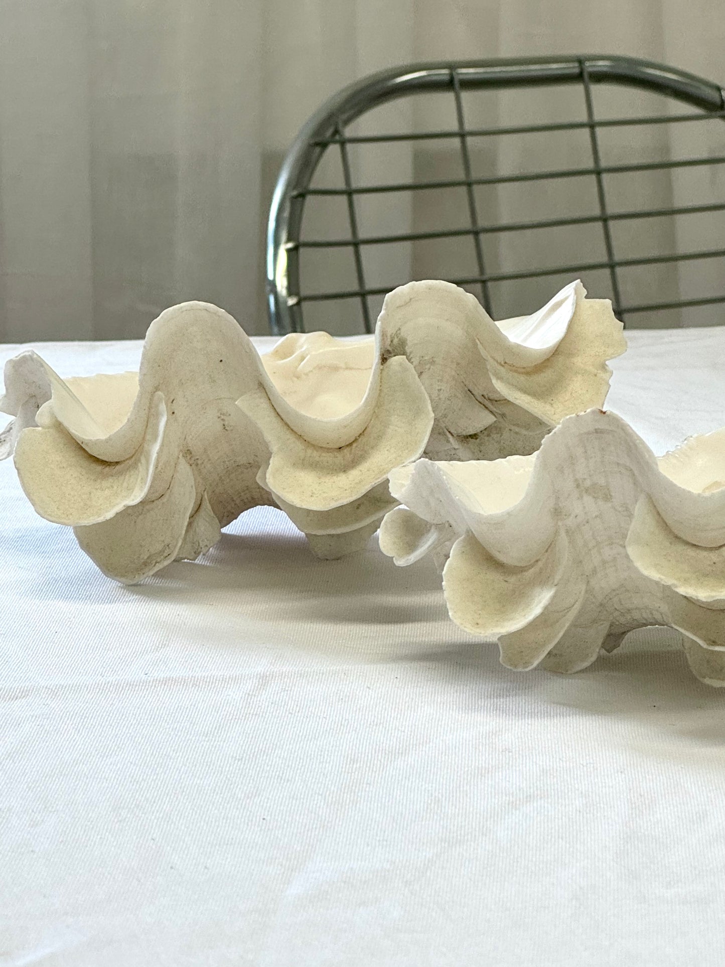 Decor clams