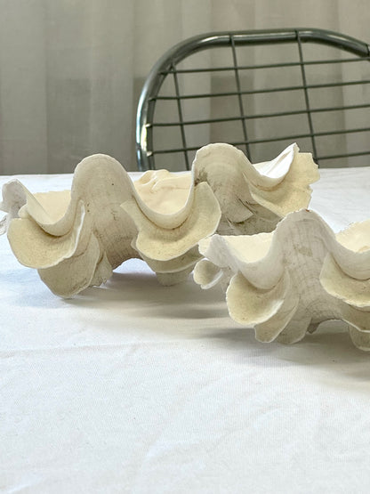 Decor clams