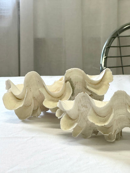 Decor clams
